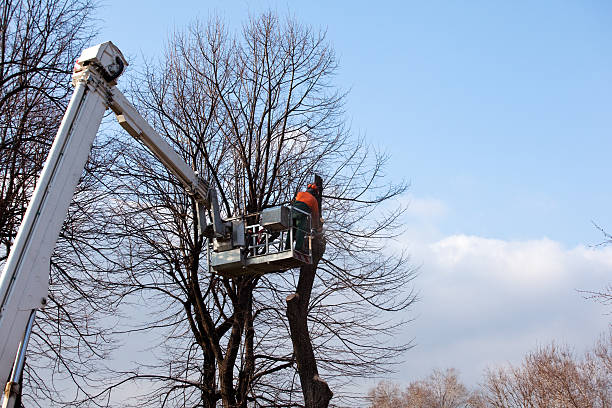 Best Tree Health Inspection  in Hawthorne, NV